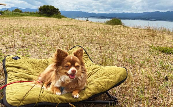 Pet and camping essentials! Relaxing item dog cot
